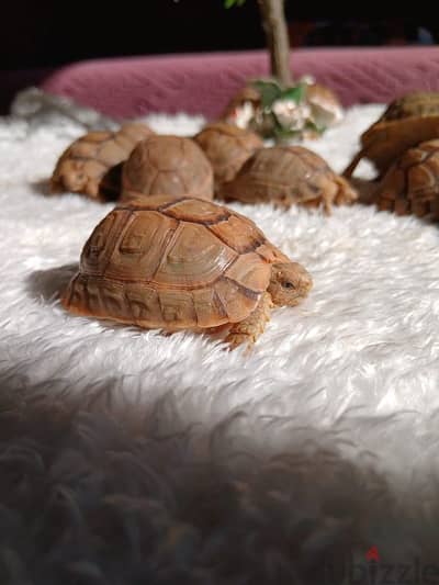 سلاحف فرز اول