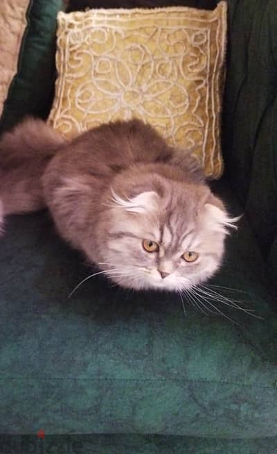 قط اسكوتش فولد. Scottish fold male