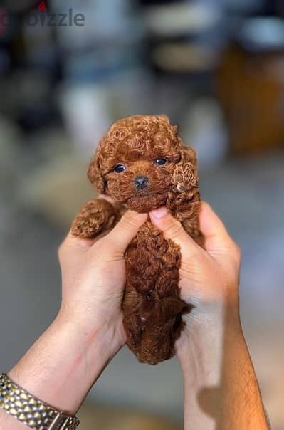 teacup poodle