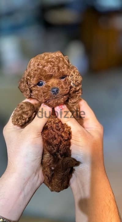 poodle tea cup puppy