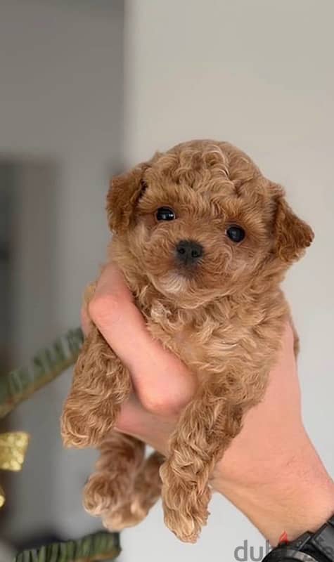 maltipoo pure 1