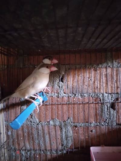 عصافير جاوا