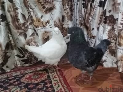 جوز كينج شغال وجوز لاحم جامبو شغال  .