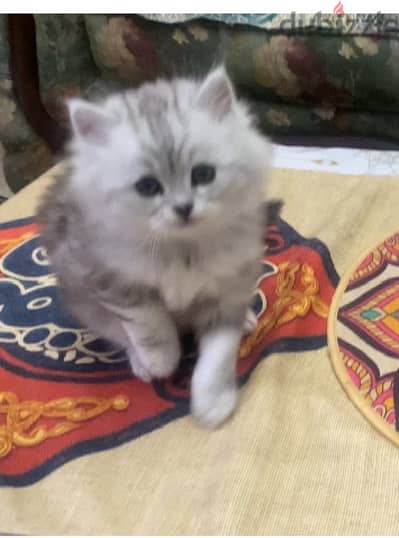 Persian Kitten