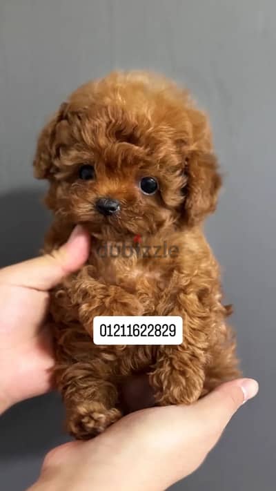 Teacup poodle puppies بودل
