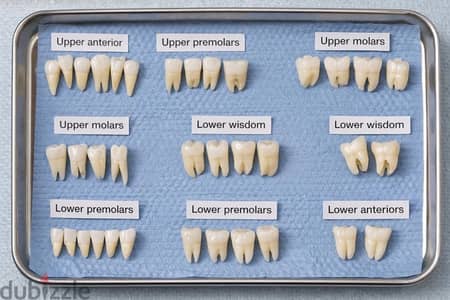 sound teeth