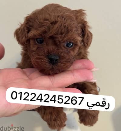poodle_بودل_poodle