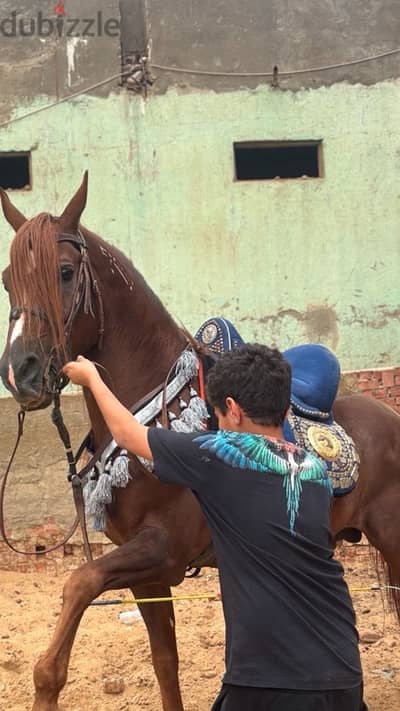 Arabian horse