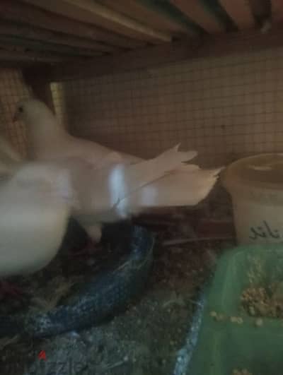 قص حمام لاحم شغال