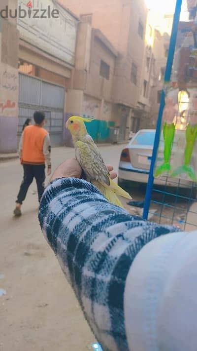 للبيع