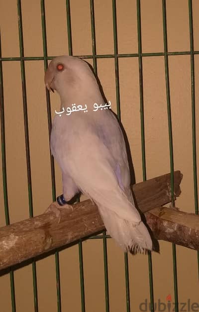 بال فالو اوبلاين