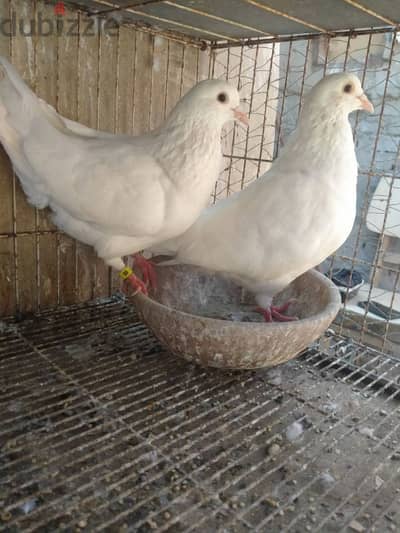 اص لاحم شغال سوبر سوبر جامبو بيور