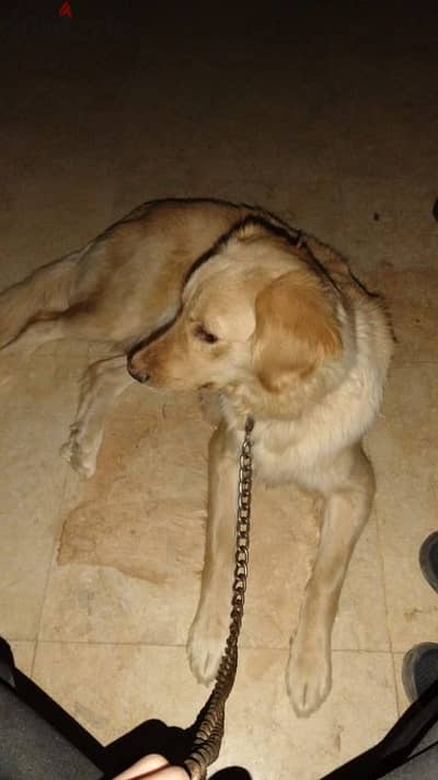 golden retriever dog from Russia