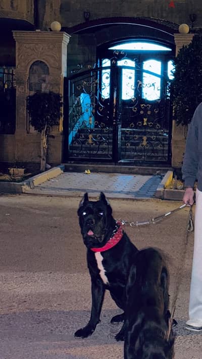 (cane corso) للجواز دكر كين كورسو
