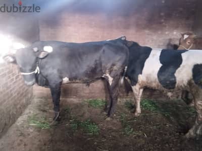 ضانى ماعز عجول بلدى من الصعيد