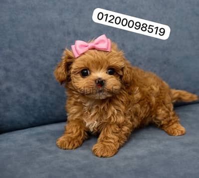 Maltipoo_مالتيبوو