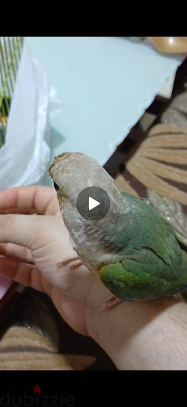 بغباء بينابول