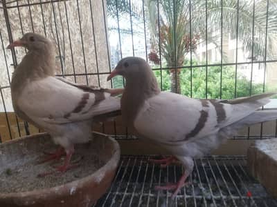 حمام لاحم سلفر فرنساوي