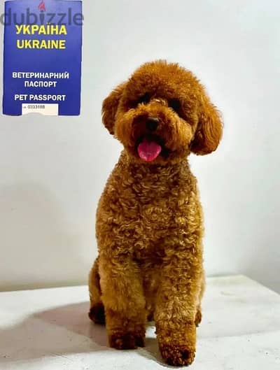 اجمل دكر بوديل poodle مستورد للجواز خصم 60% علي سعر الجوازه