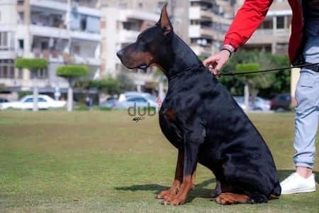 Doberman puppies دوبر مان جراوي