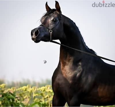 فرصه حقيقية لمن يريد اقتناء اجود الخيول العربية فرس شقراء ذات نسب عريق