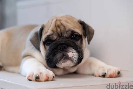 English bulldog from Russia boy and girl
