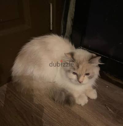 ٦ اكتوبر