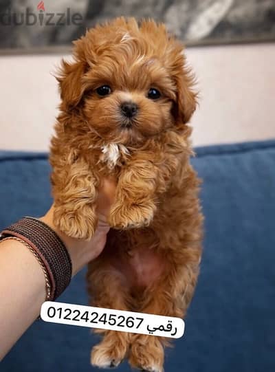maltipoo_poodle