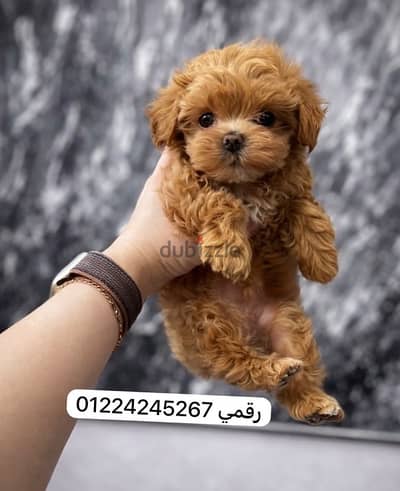 poodel_maltipoo_مالتيبو