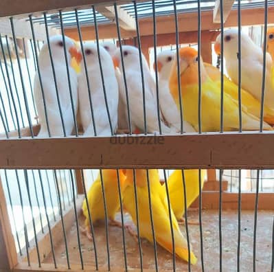٦ حتت روز البينو بيور