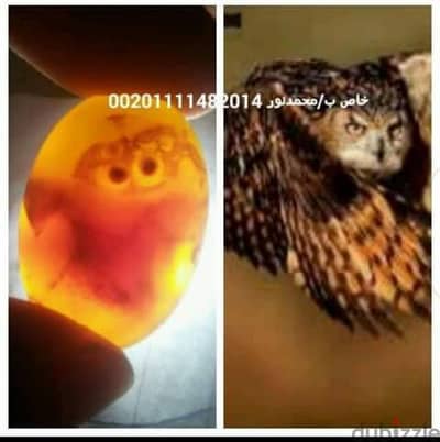 حجر مصور صقر