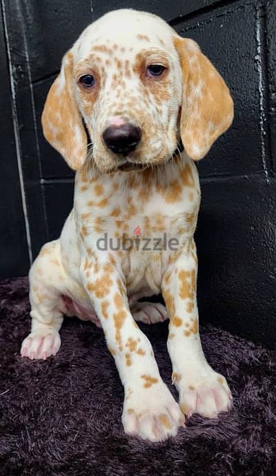 Dalmatian puppy
