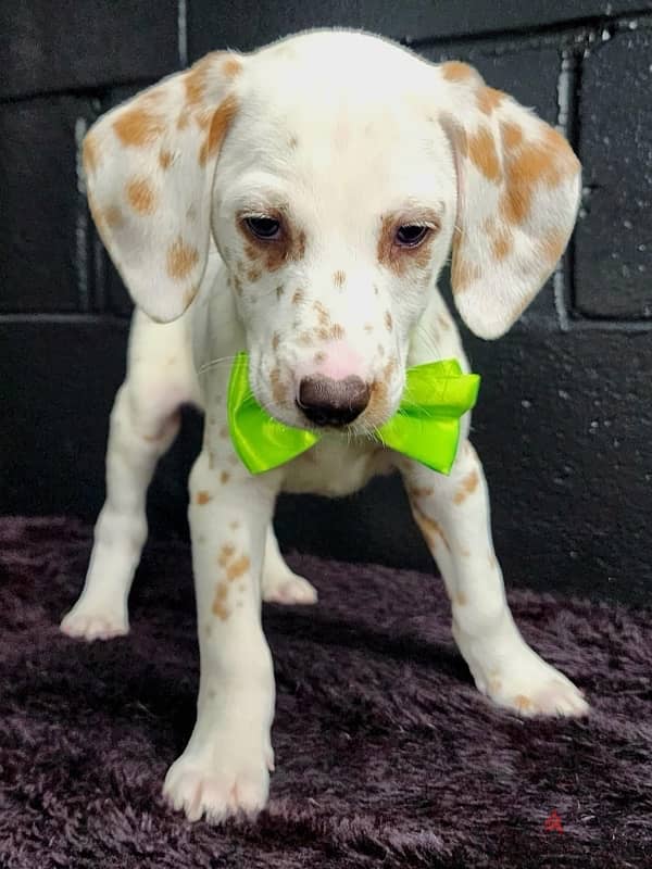 Dalmatian puppy 1
