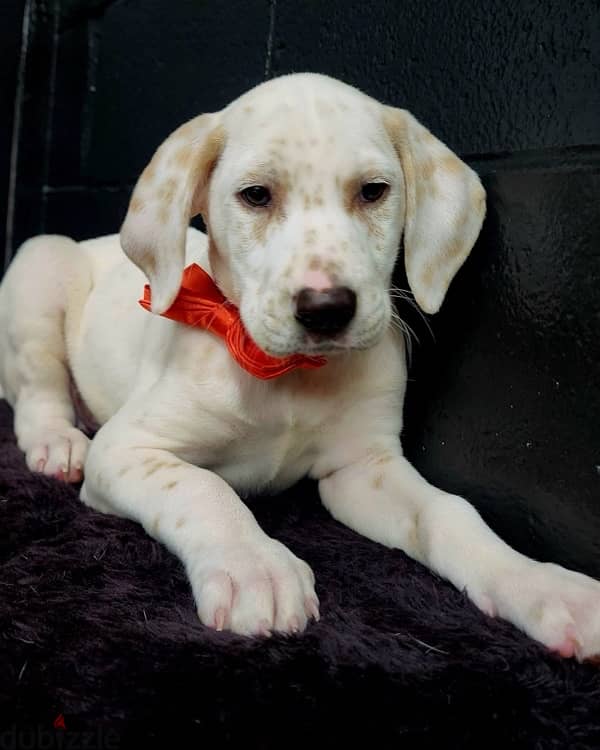 Dalmatian puppy 3