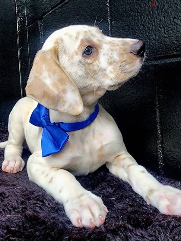 Dalmatian puppy 4