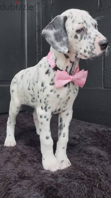 Dalmatian puppy 5