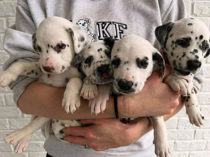 Dalmatian puppy 6