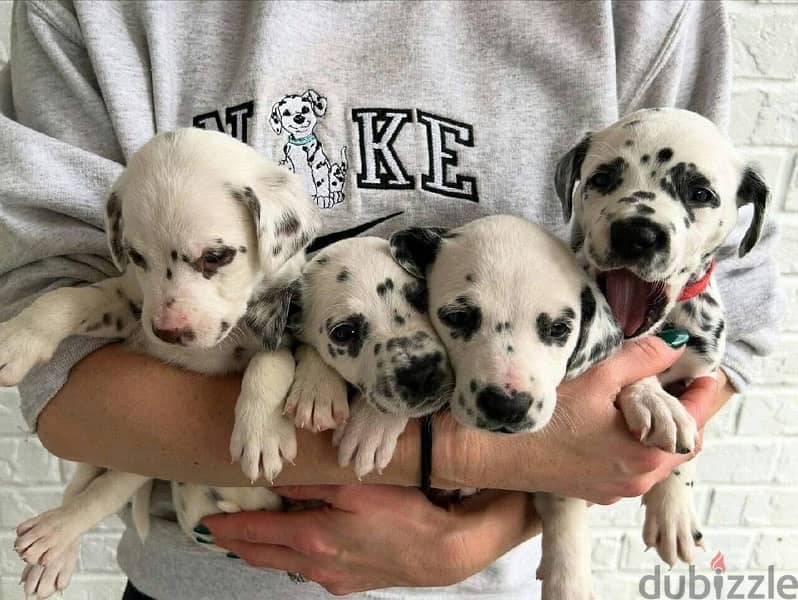Dalmatian puppy 7