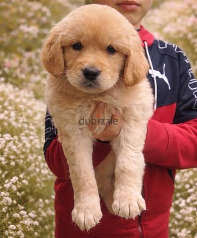 Golden Retriever جولدن ريتريفر