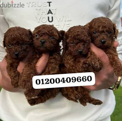boodle puppies