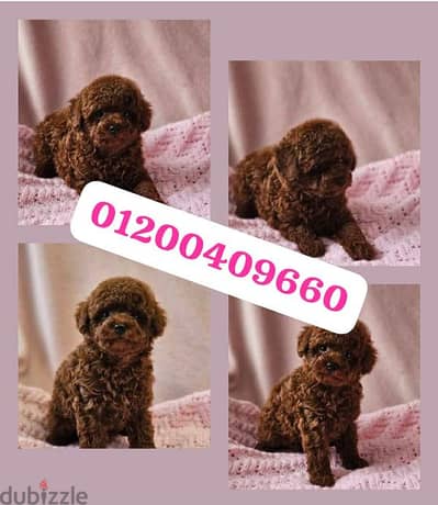puppies puppies boodle available males and females