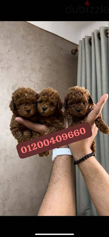 Puppies available  Beautiful Toy poodle puppies