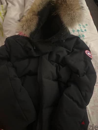 canada goose