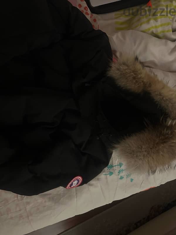 canada goose 1