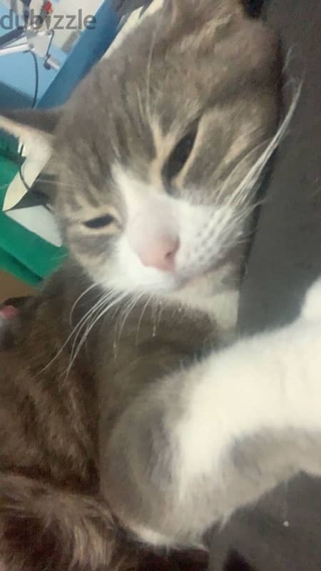 Female cat for adoption 1