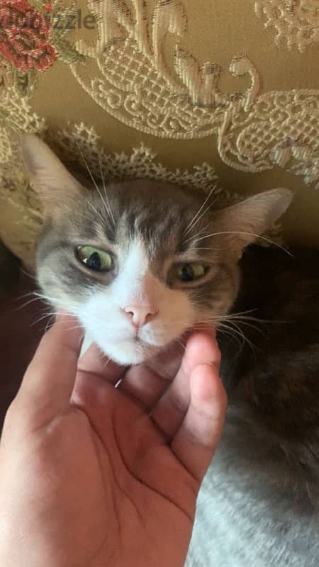 Female cat for adoption 2