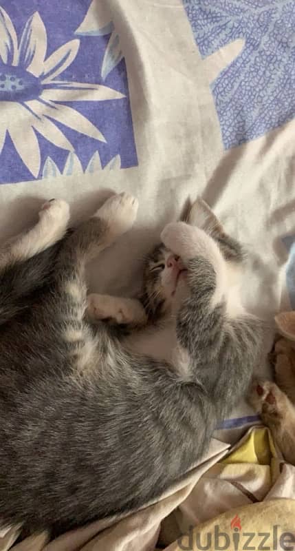 Female cat for adoption 3