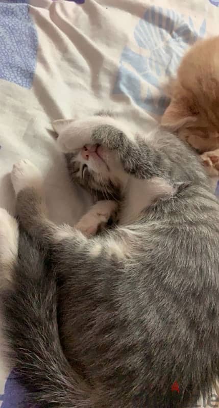 Female cat for adoption 4
