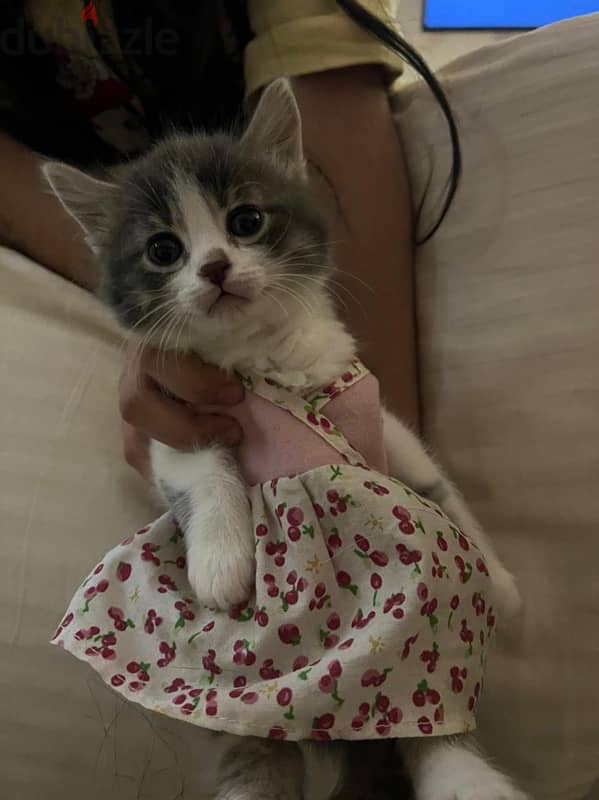 Female cat for adoption 5
