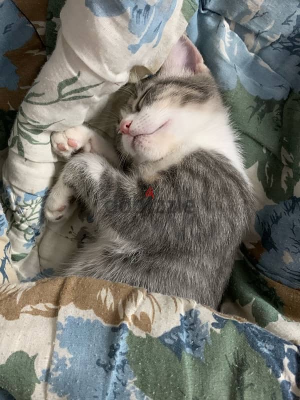 Female cat for adoption 6